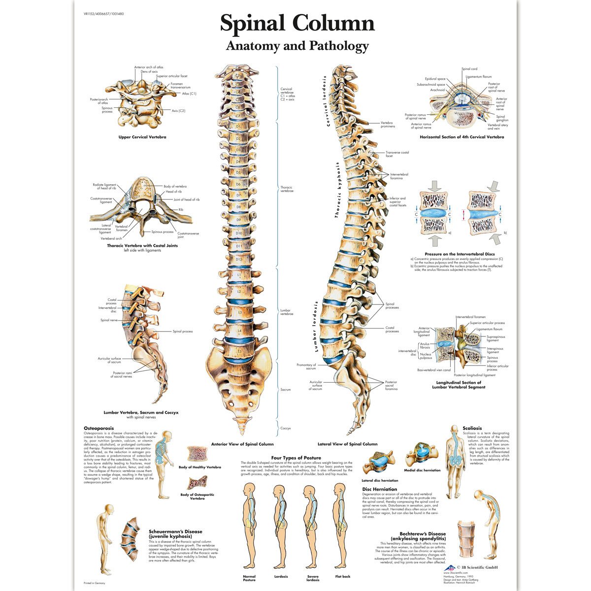 3b-scientific-lehrtafel-wirbels-ule-laminiert-anatomieposter image 1