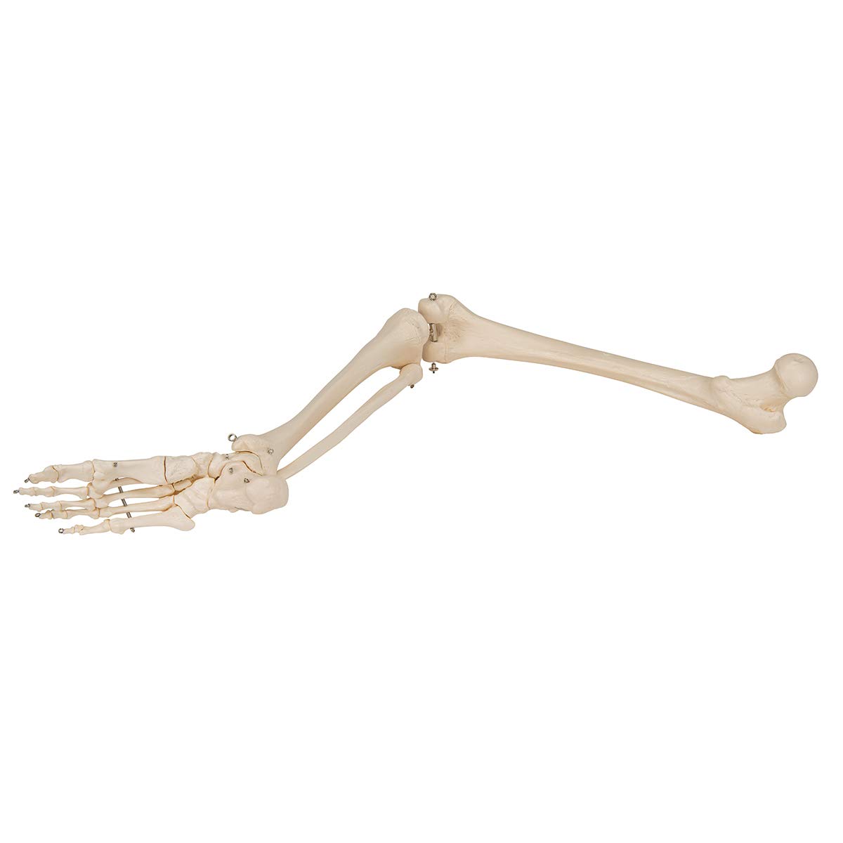3b-scientific-beinskelett-mit-fu-lebensgro-es-anatomiemodell-smart-anatomy-app image 7