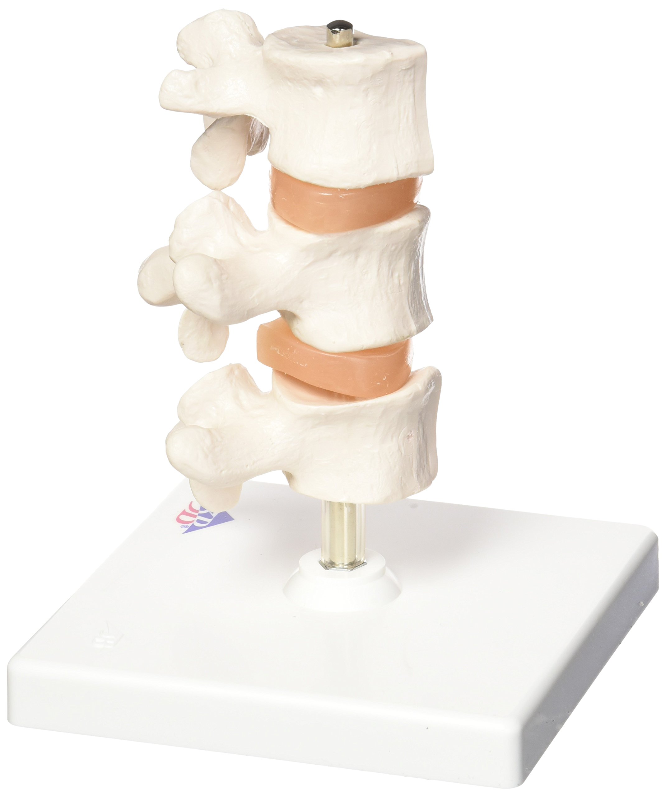 3b-scientific-osteoporose-modell-luxus-3-lendenwirbel-auf-stativ-mit-smart-anato image 2