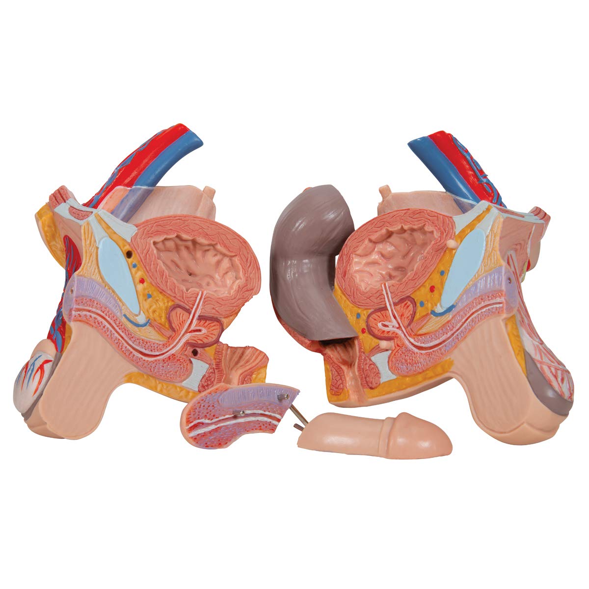 3b-scientific-deluxe-torso-zweigeschlechtlich-24-teilig-anatomiemodell image 8