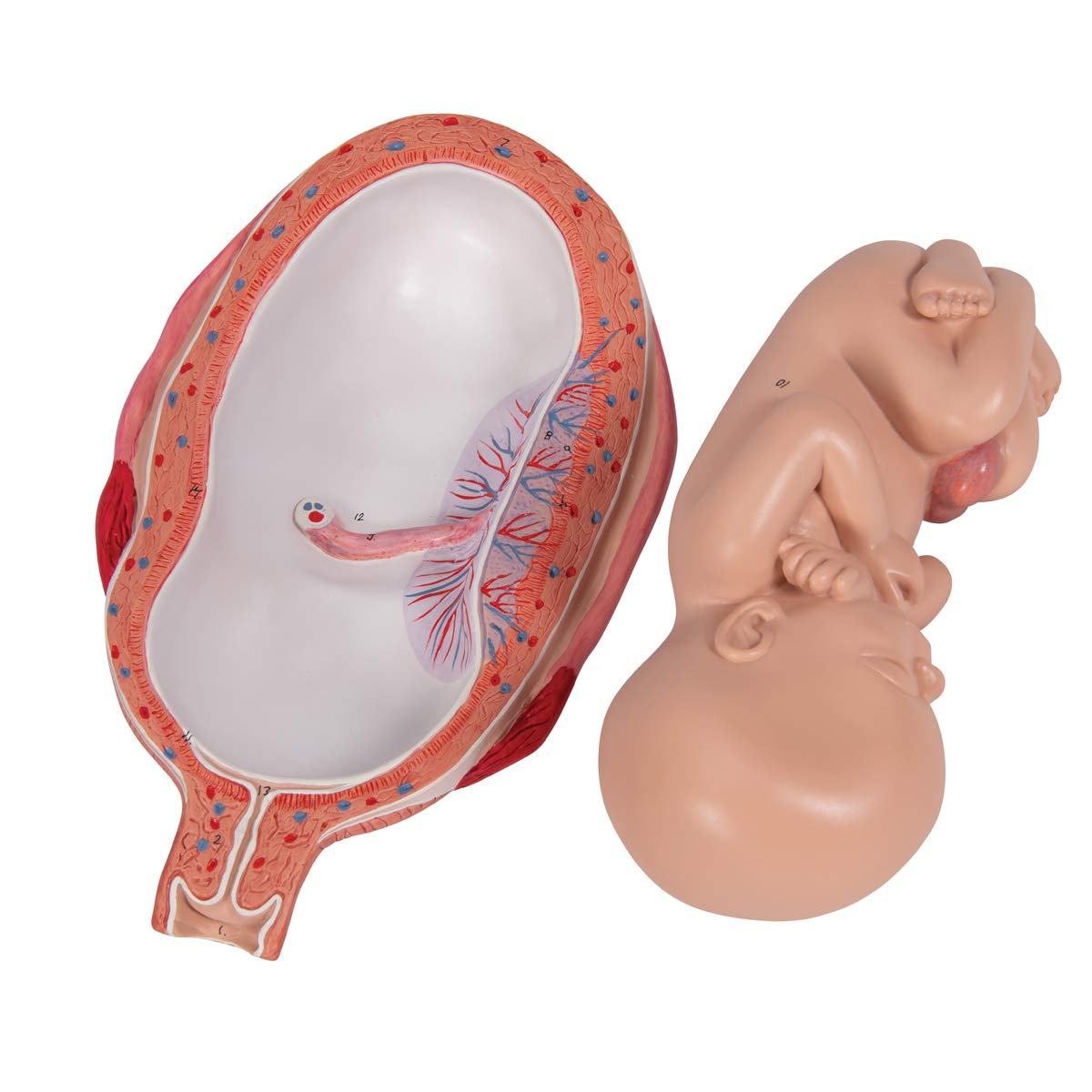 3b-scientific-fetus-7-monat-in-geb-rmutter-schwangerschafts-anatomiemodell-15x32 image 7