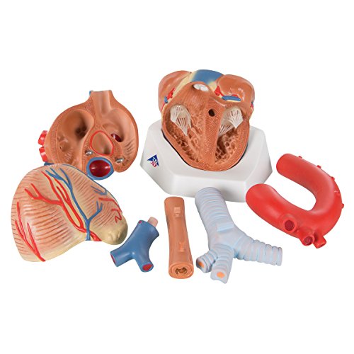 3b-scientific-herzmodell-7-teilig-vd253-3b-smart-anatomy-app image 7
