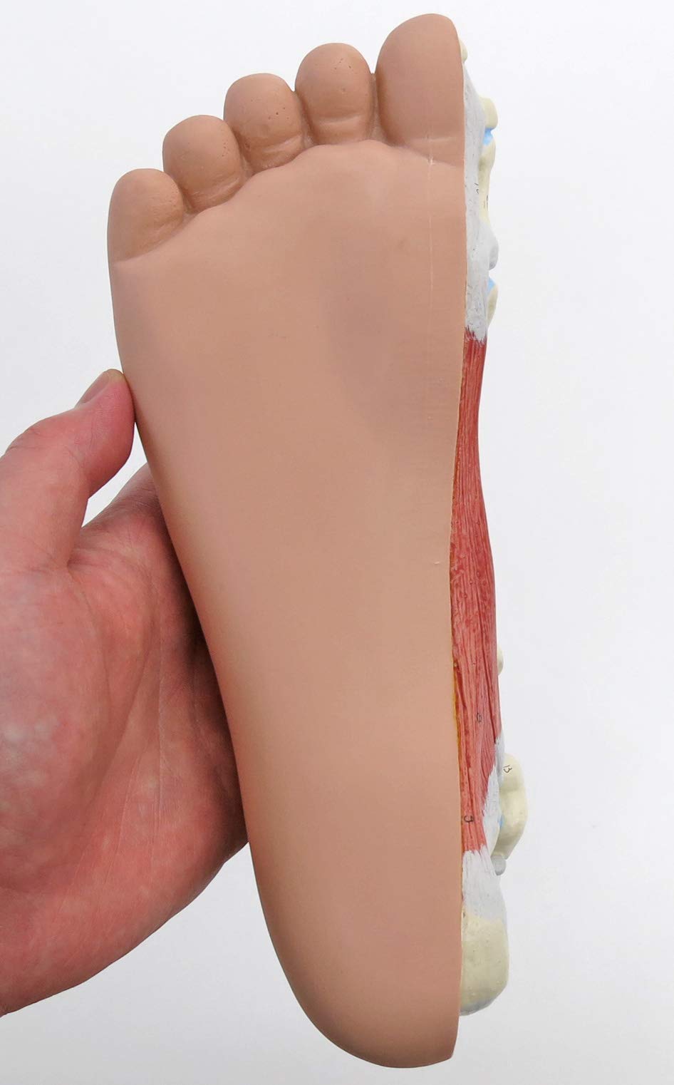 3b-scientific-m30-modell-normalfu-mit-3b-smart-anatomy image 6