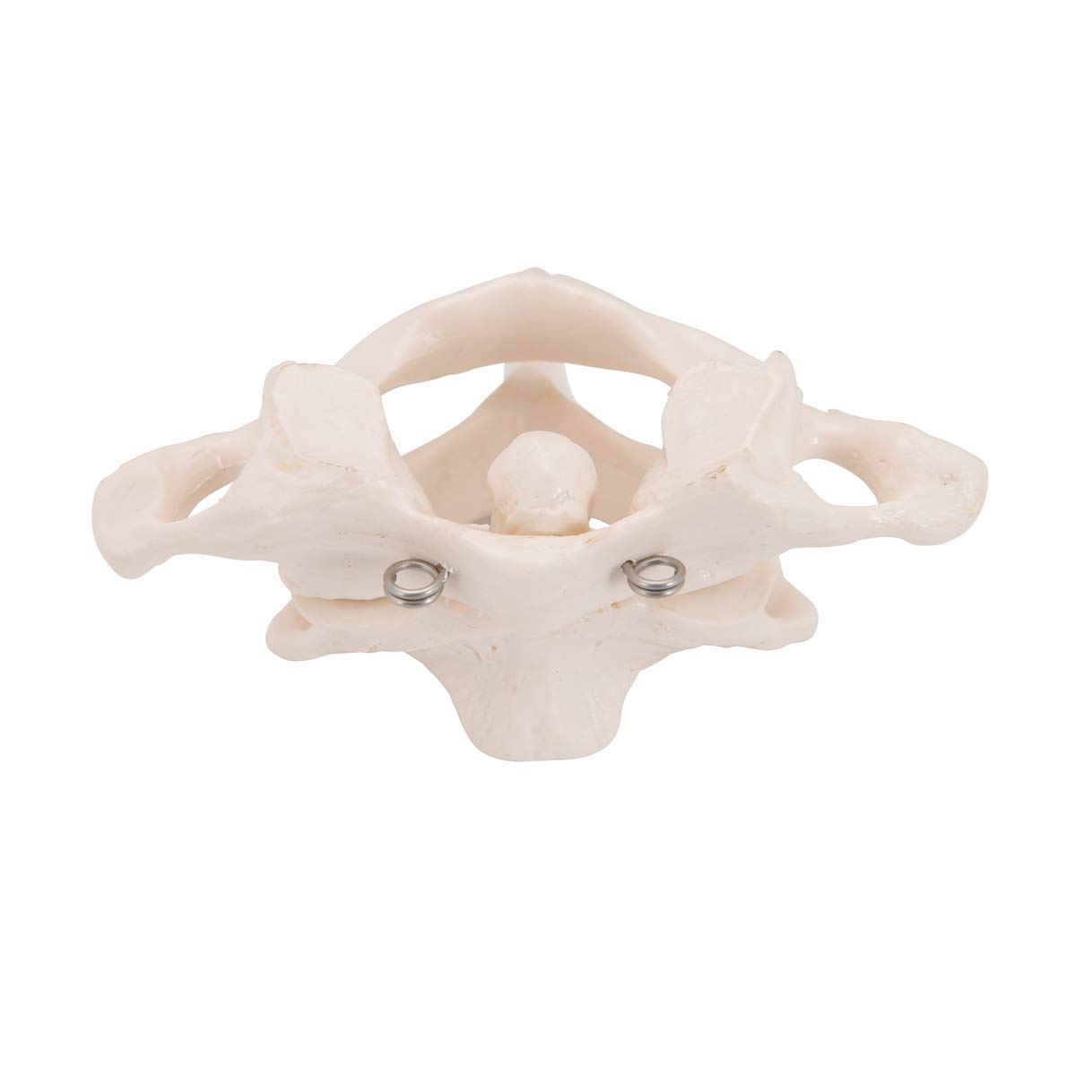 3b-scientific-atlas-und-axis-a71-montiert-halswirbel-modell-mit-smart-anatomy-ap image 5