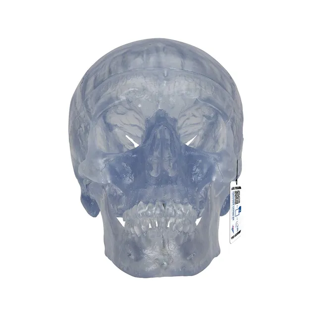 3b-scientific-klassik-sch-delmodell-transparent-3-teilig-mit-magnetverbindung image 1