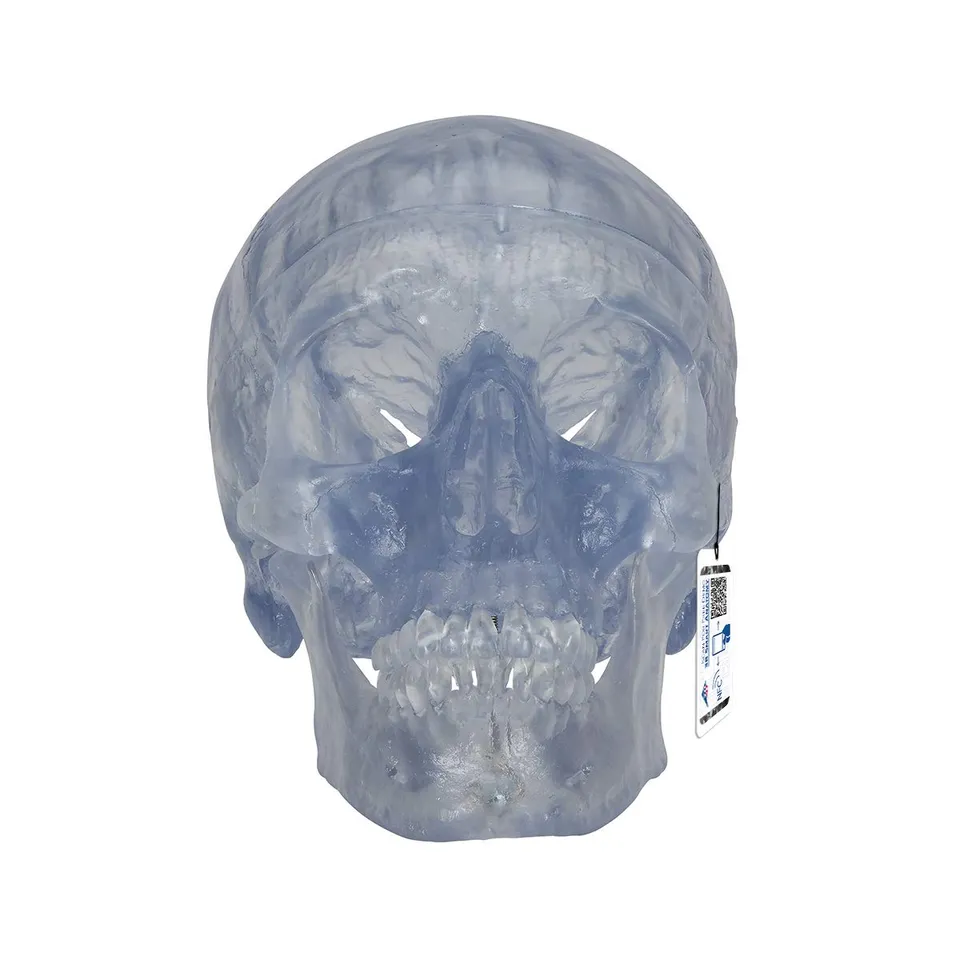 3b-scientific-klassik-sch-delmodell-transparent-3-teilig-mit-magnetverbindung image 1