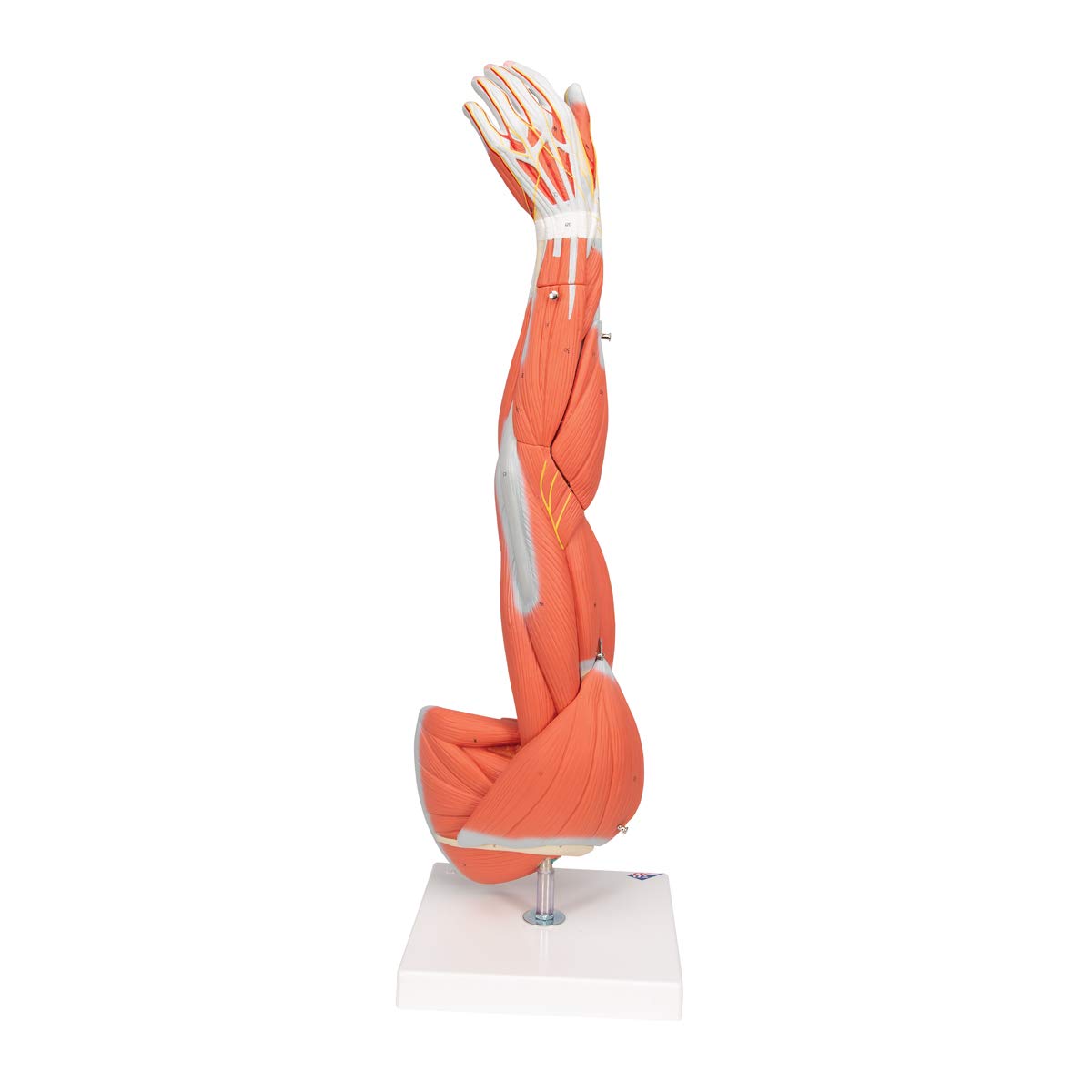 3b-scientific-armmuskel-modell-6-teilig-lebensgro-es-arm-modell-mit-abnehmbaren- image 2