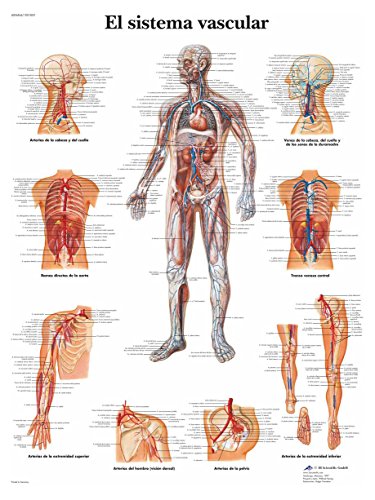3b-scientific-lehrtafel-el-sistema-vascular-spanisch-50x67-cm image 4