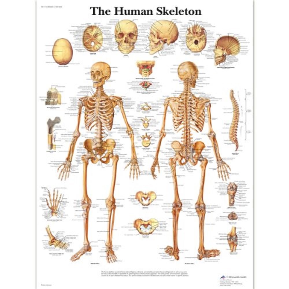 3b-scientific-vr1113uu-lehrtafel-das-menschliche-skelett-papierposter-50x67-cm-e image 2
