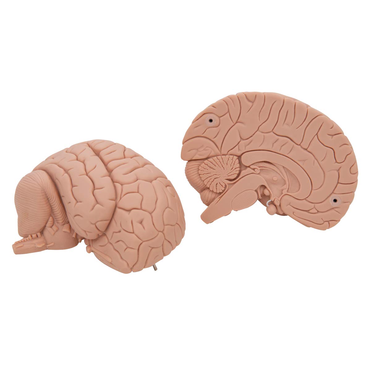 3b-scientific-c15-1-einf-hrungsmodell-des-gehirns-2-teilig-lebensgro-mit-sockel- image 7
