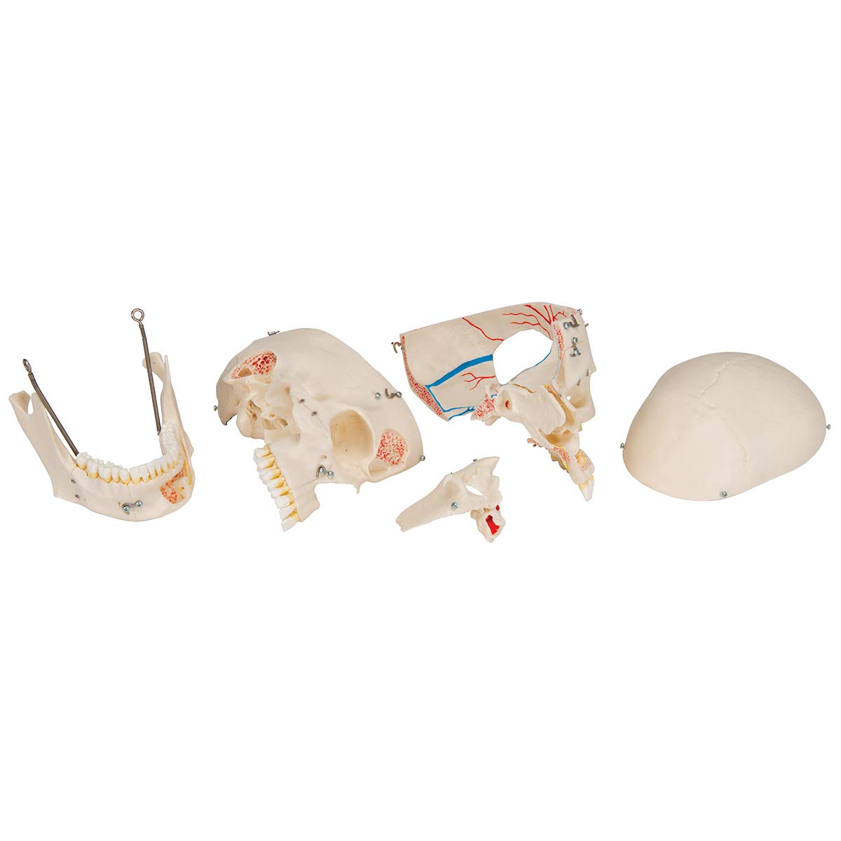 3b-scientific-luxus-sch-delmodell-10-teilig-menschlicher-sch-del-lebensgro image 3
