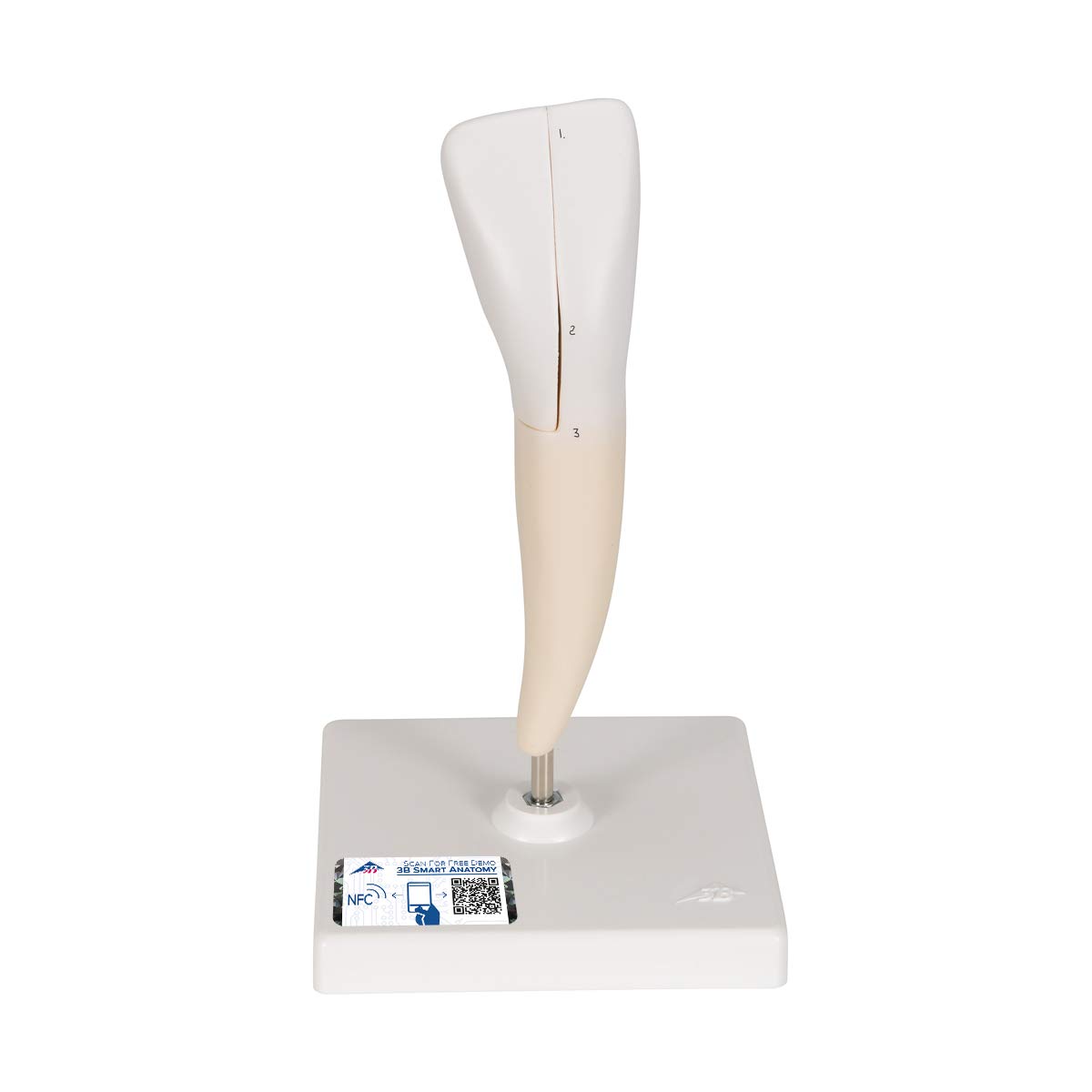 3b-scientific-unterer-schneidezahn-zahnmodell-2-teilig-smart-anatomy-app image 1