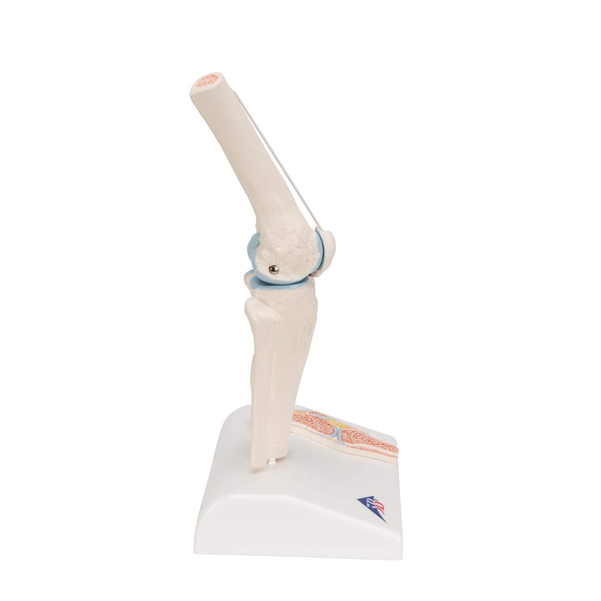 3b-scientific-mini-kniegelenkmodell-mit-querschnitt-a85-1-3b-smart-anatomy-app image 3