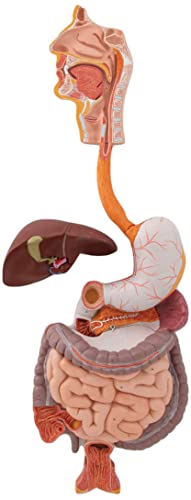 3b-scientific-verdauungsapparat-k21-3-teilig-lebensgro-reliefmodell image 7