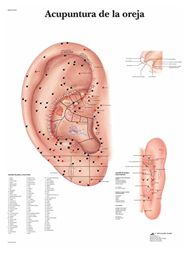 3b-scientific-lehrtafel-ohrakupunktur-poster-ohrakupunkturpunkte-aurikulotherapi image 3