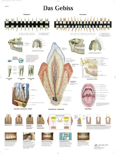 3b-scientific-lehrtafel-das-gebiss-vr0263l-laminiert-50x67-cm image 4