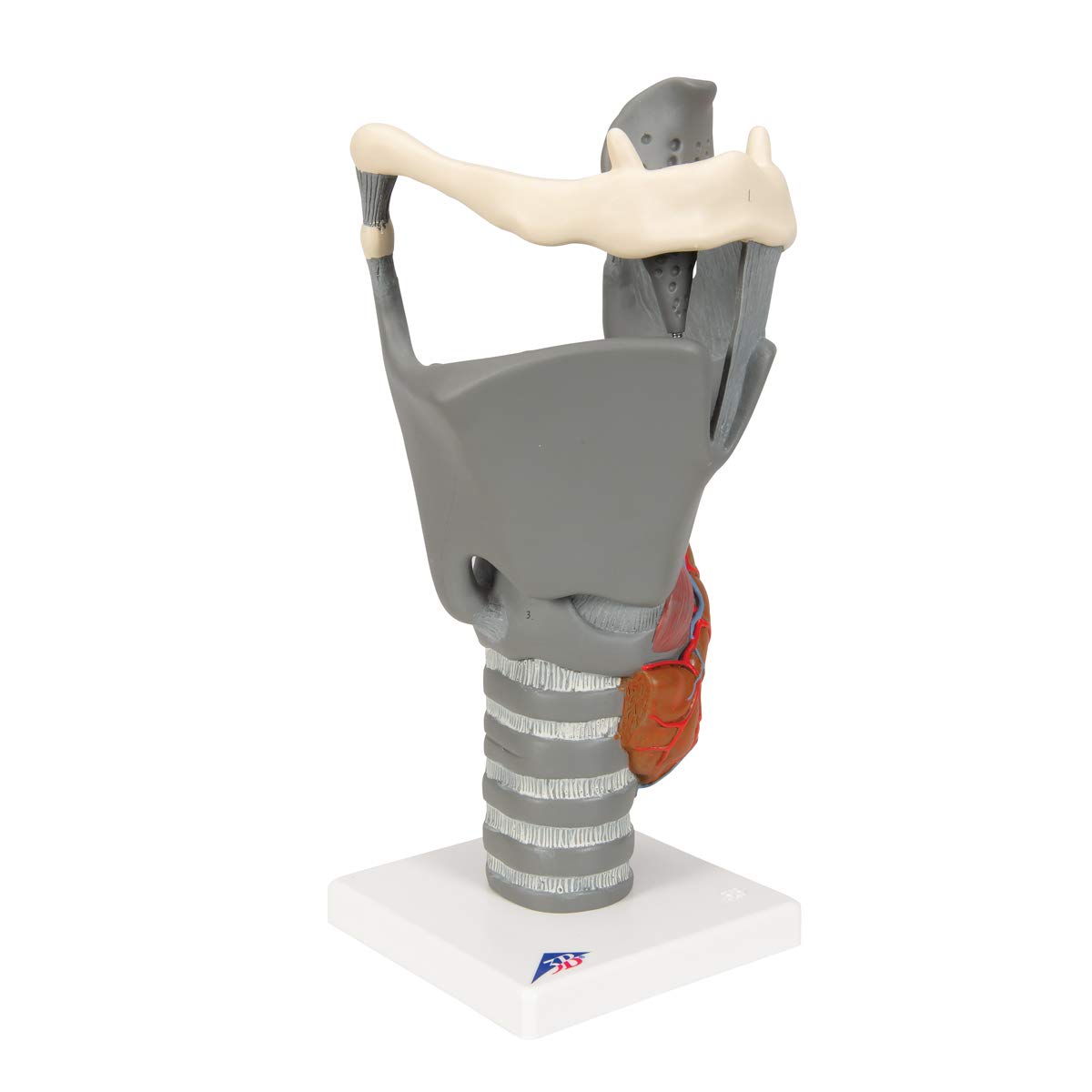 3b-scientific-funktionsmodell-kehlkopf-2-5-fache-gr-e-anatomisches-replikat-beig image 2