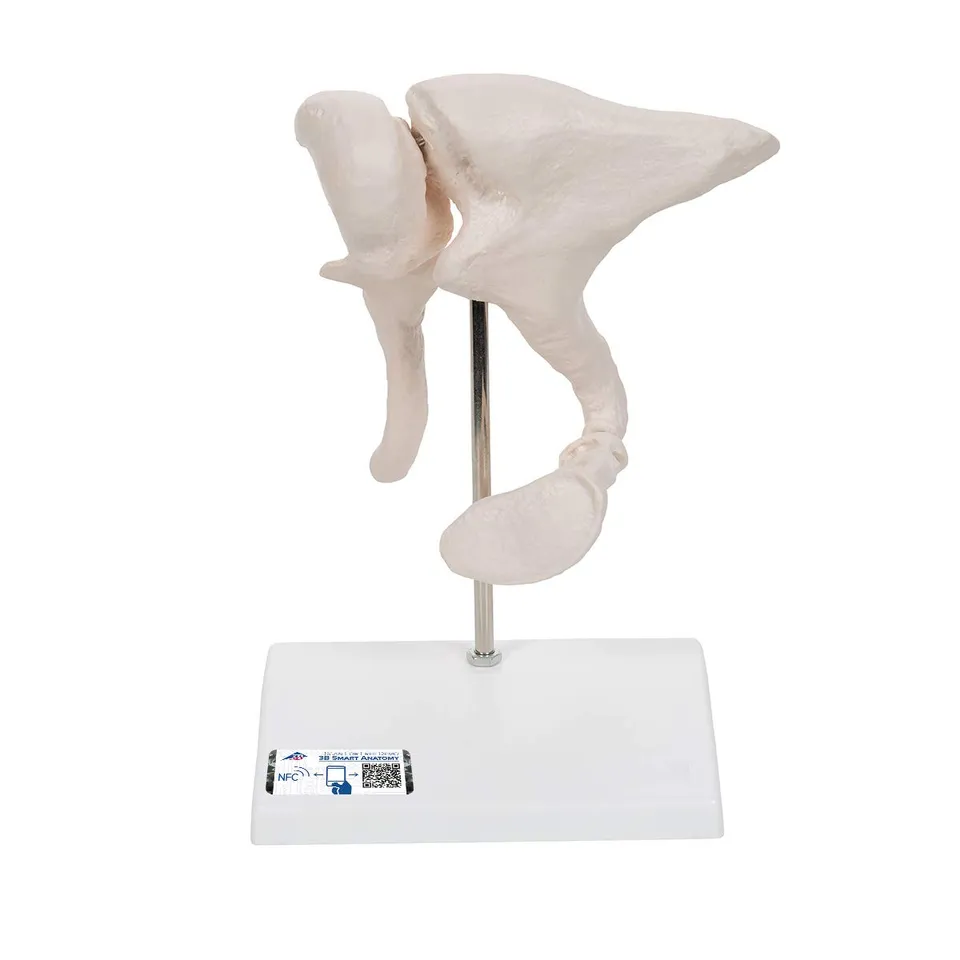 3b-scientific-3b-smart-anatomy-a101-geh-rkn-chelchen-modell-20-fach-vergr-ert image 1