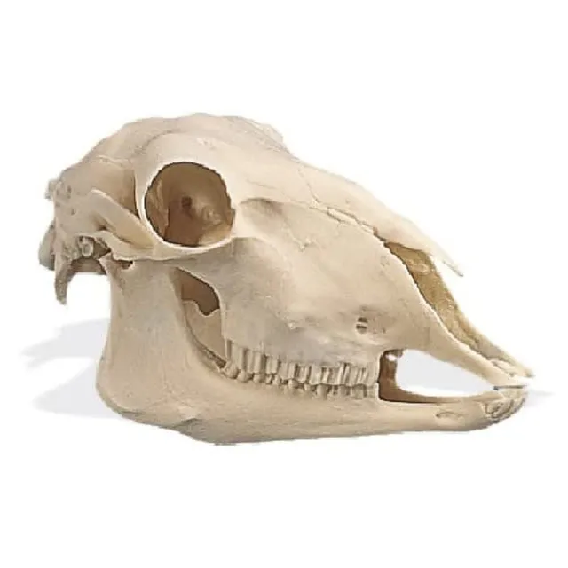 3b-scientific-schafsch-del-ovis-aries-replikat-naturabguss image 1