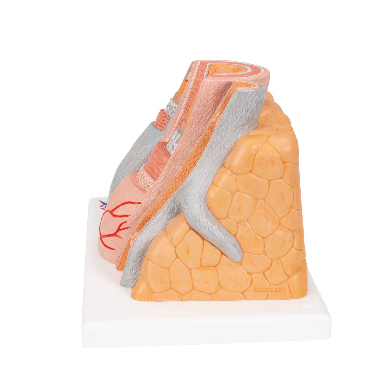 3b-scientific-microanatomy-arterie-und-vene-14-fach-g42 image 5