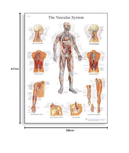 3b-scientific-lehrtafel-das-blutgef-system-anatomieposter-50-x-67-cm image 6