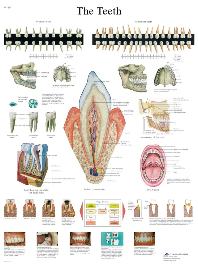 3b-scientific-lehrtafel-menschliche-z-hne-laminiert-50x67-cm-beschreibbar image 1