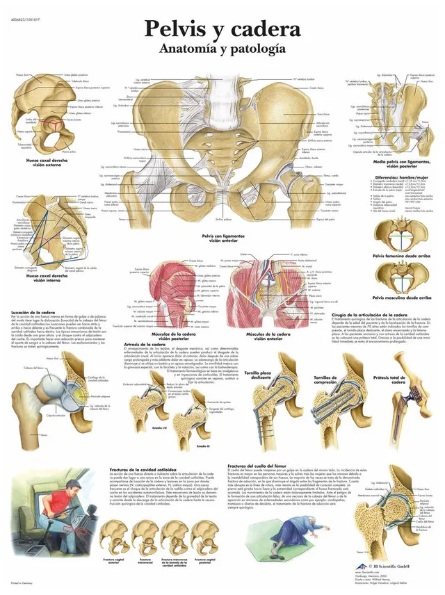 3b-scientific-lehrtafel-h-fte-anatomie-und-pathologie-vr3172uu-poster-50x67-cm image 1