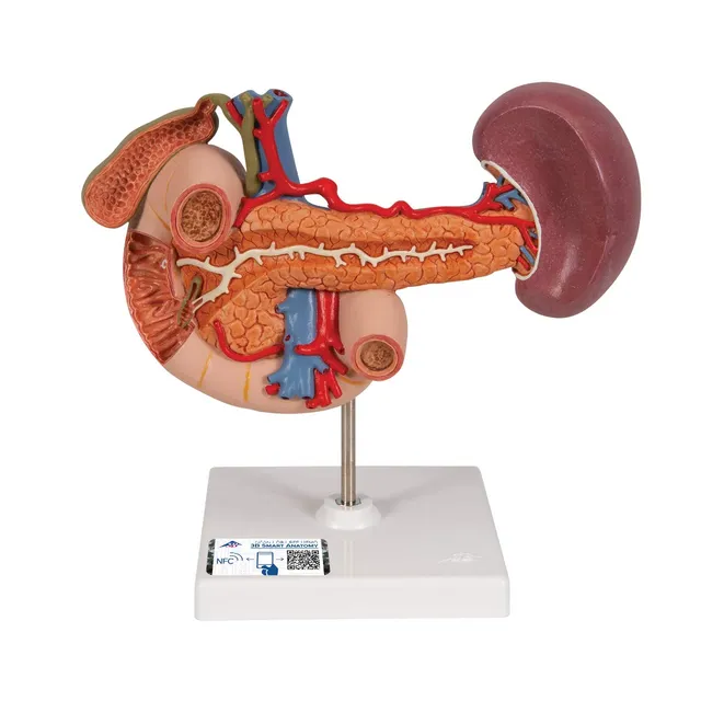 3b-scientific-hintere-oberbauchorgane-anatomiemodell-aus-pvc image 1