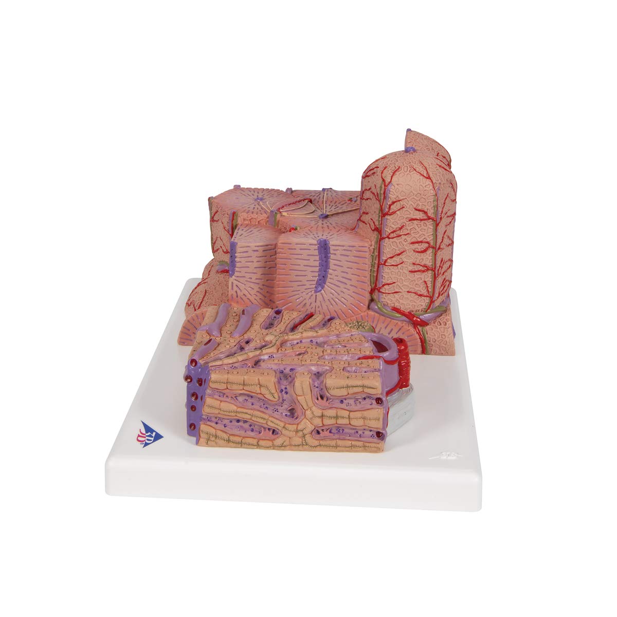 3b-scientific-microanatomy-leber-modell-60-fach-und-200-fach image 5