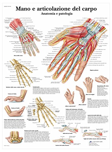 3b-scientific-lehrtafel-hand-und-handwurzelknochen-vr4171l-anatomie-poster image 4