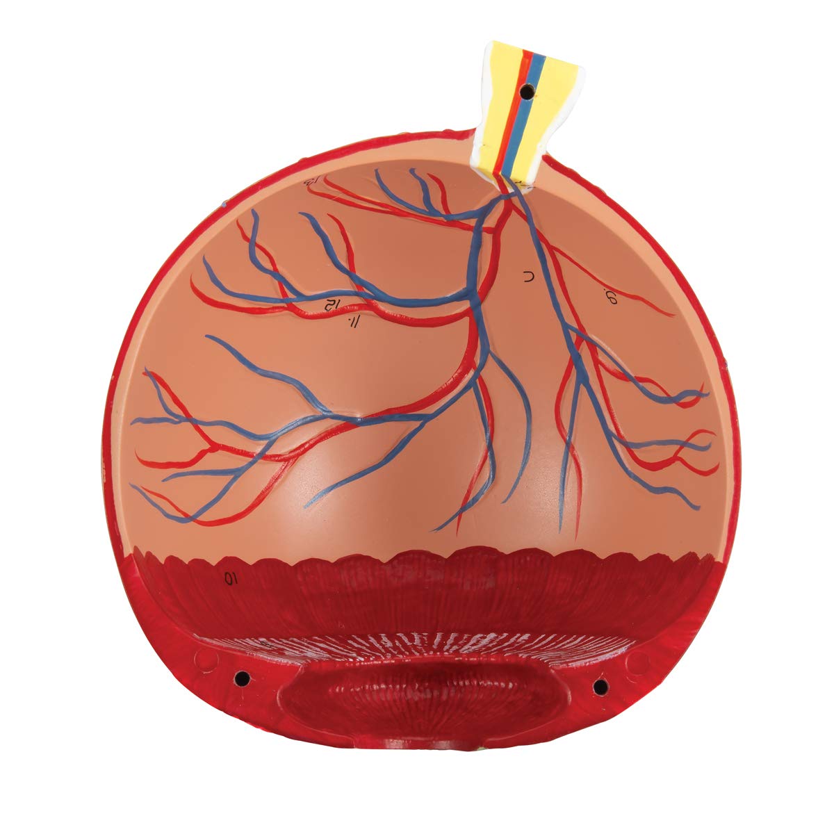 3b-scientific-auge-5-fache-gr-e-8-teilig-auf-augenh-hle-f12-smart-anatomy image 8