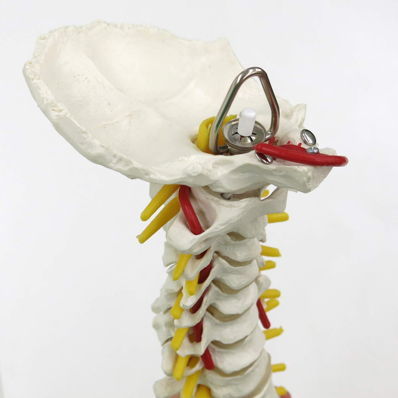 3b-scientific-flexible-wirbels-ule-klassisch-lebensgro-mit-becken-und-3b-smart-a image 6