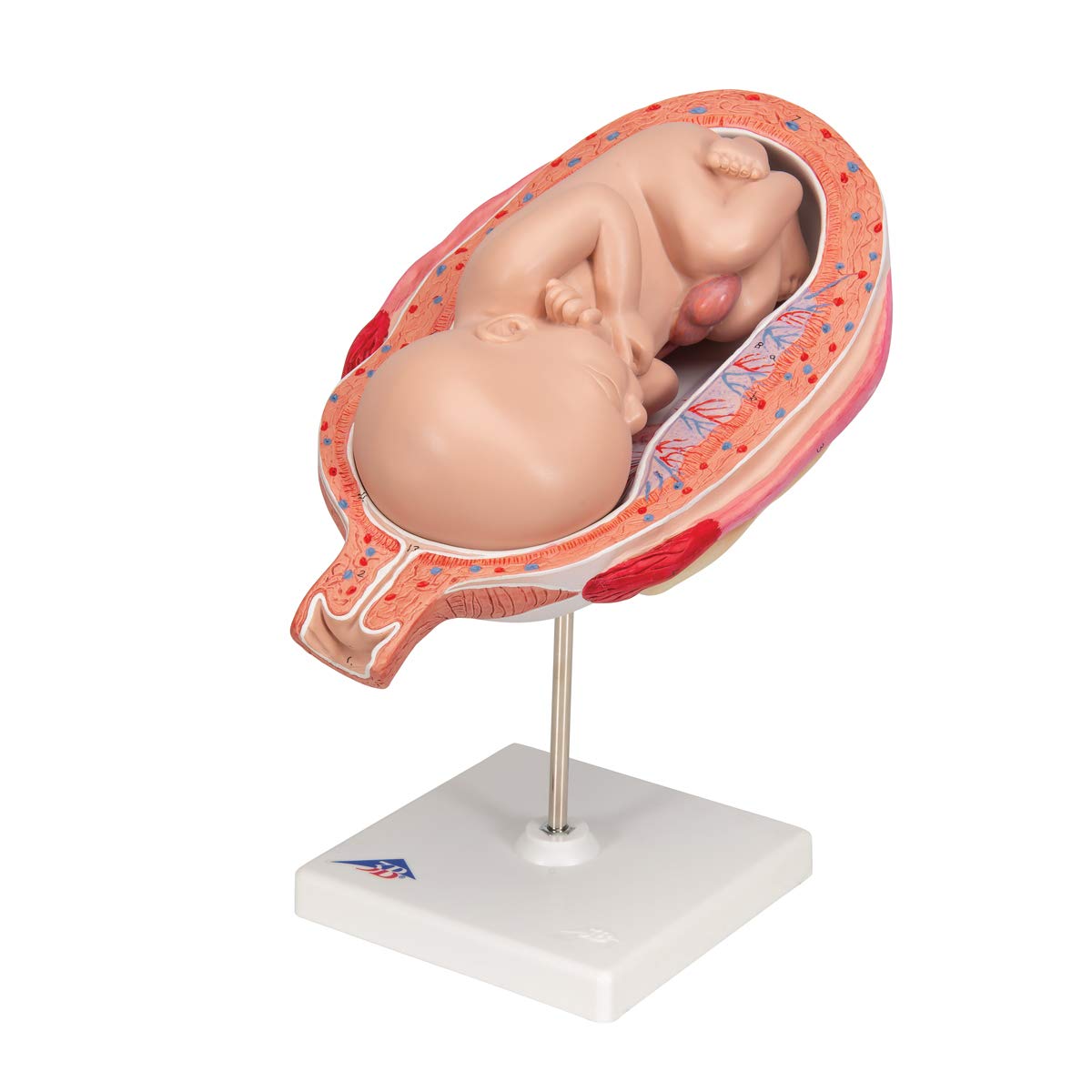 3b-scientific-fetus-7-monat-in-geb-rmutter-schwangerschafts-anatomiemodell-15x32 image 6