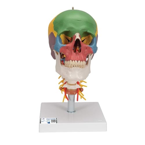 3b-scientific-a20-2-klassisches-sch-delmodell-4-teilig-lebensgro-mit-halswirbels image 2