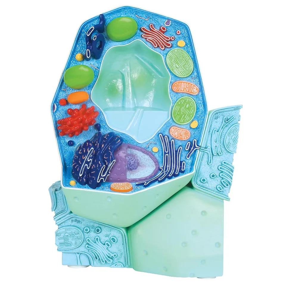 3b-scientific-modell-pflanzliche-zelle-10-000-1-biologie-zellmodell image 1