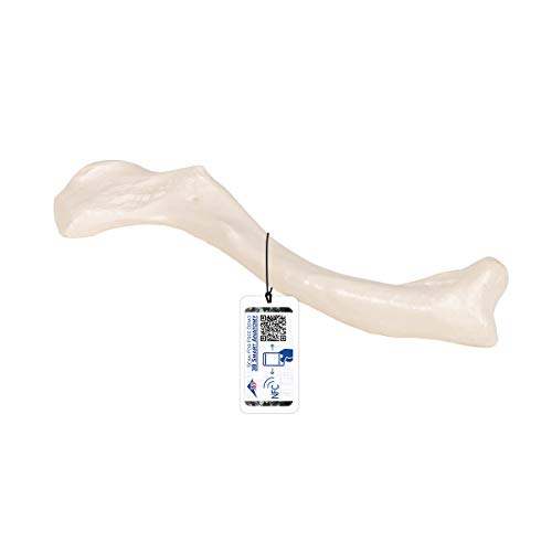 3b-scientific-schl-sselbein-modell-originalgr-e-3b-smart-anatomy-app image 7