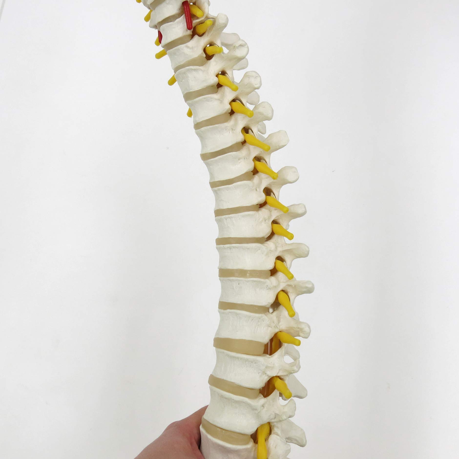 3b-scientific-flexible-wirbels-ule-klassisch-lebensgro-mit-becken-und-3b-smart-a image 8