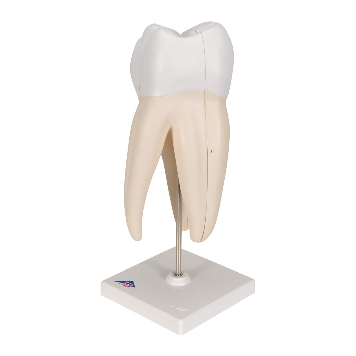 3b-scientific-oberer-molaren-zahnmodell-3-teilig-vergr-ert-mit-smart-anatomy-app image 6