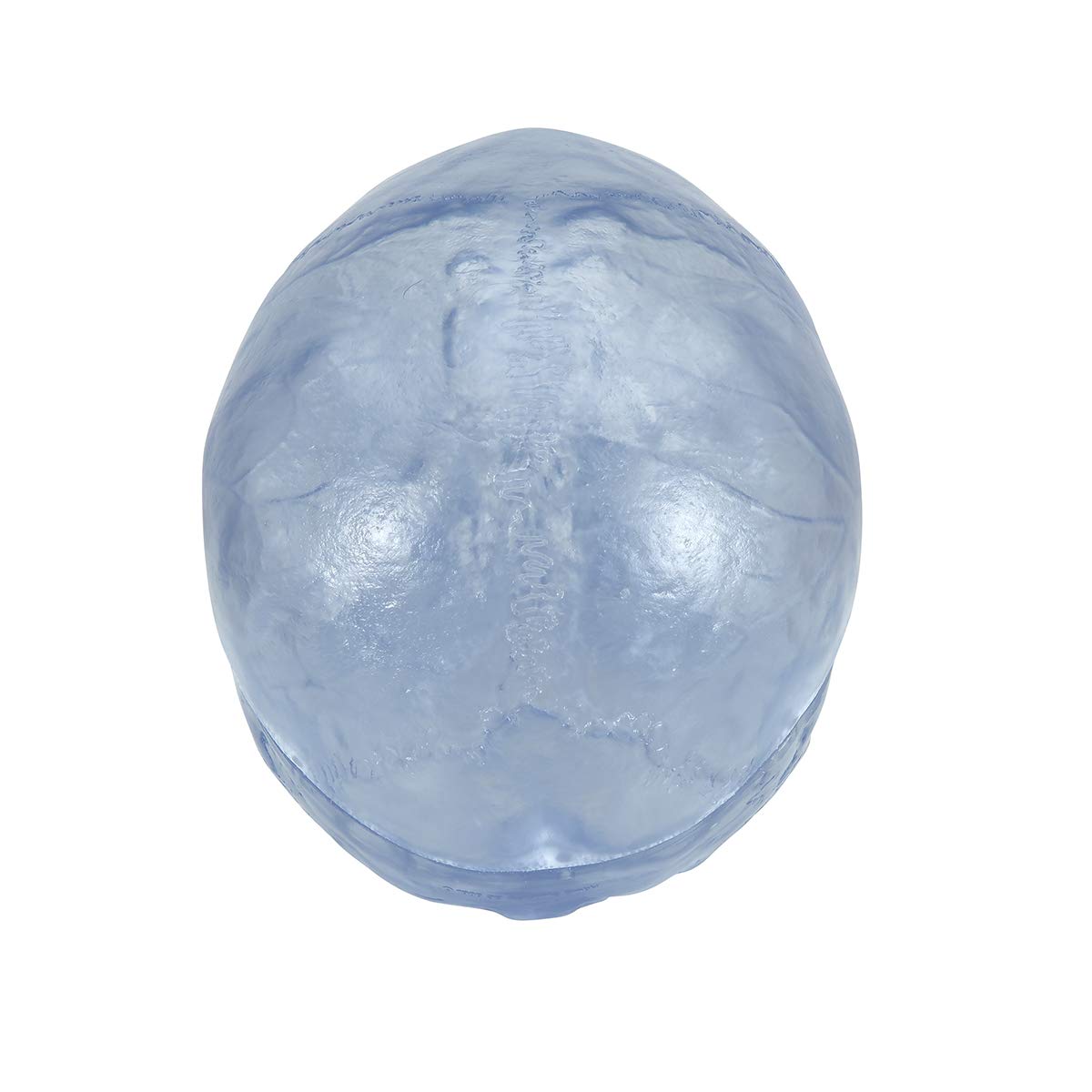 3b-scientific-klassik-sch-delmodell-transparent-3-teilig-mit-magnetverbindung image 4