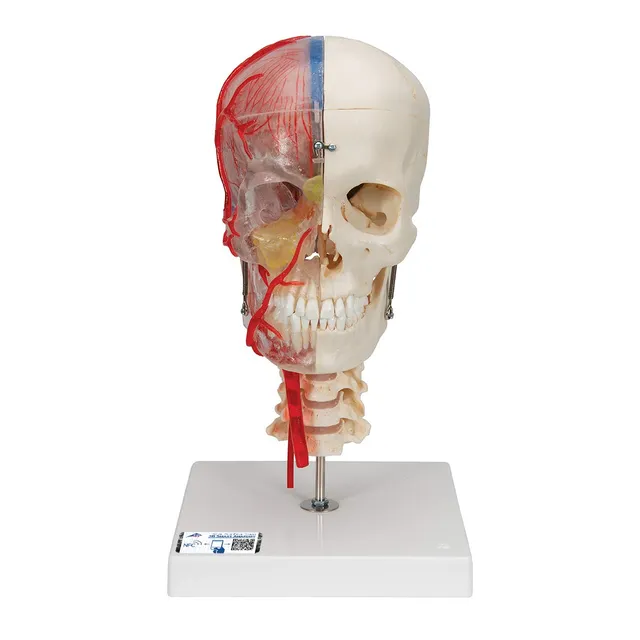 3b-scientific-bonelike-sch-delmodell-7-teilig-transparent-lebensgro-er-systemsch image 1