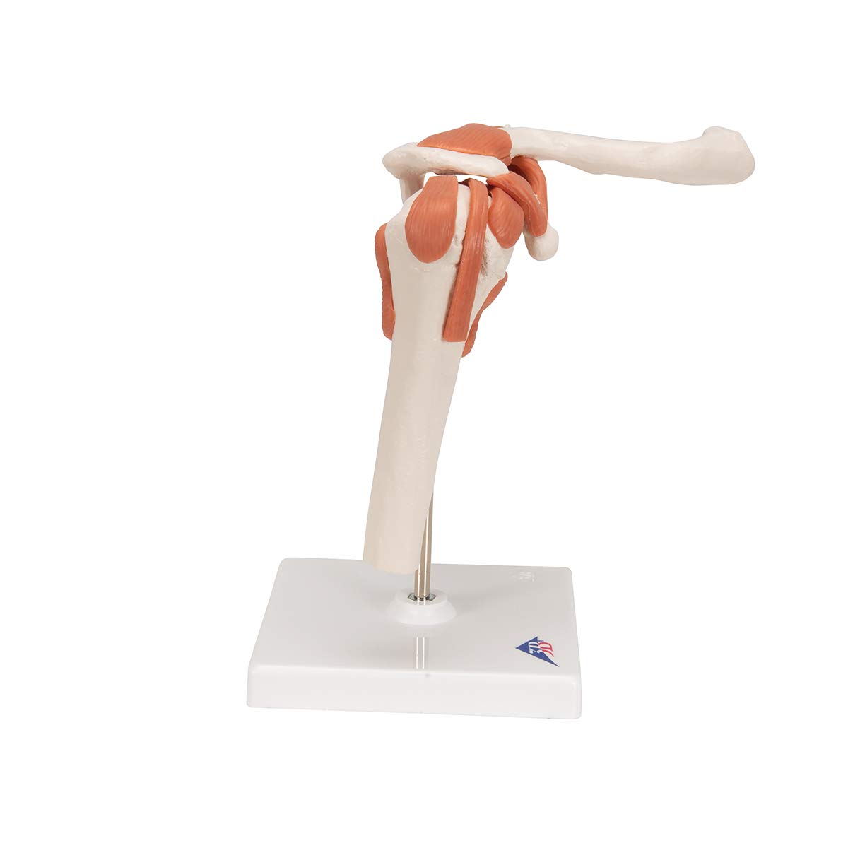 3b-scientific-a80-funktionales-schultergelenk-modell-mit-st-nder-3b-smart-anatom image 3