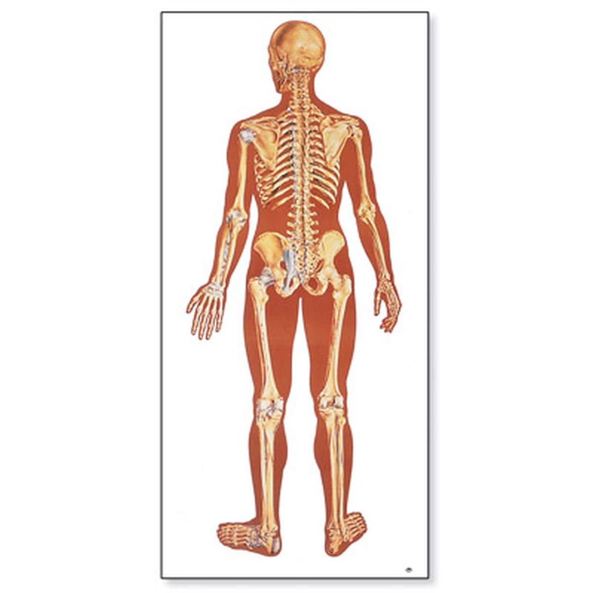 3b-scientific-lehrtafel-das-menschliche-skelett-r-ckseite-anatomie-wandkarte-84x image 1