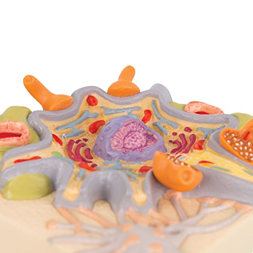3b-scientific-nervenzelle-anatomiemodell-physiology-of-nerves-series image 4