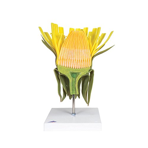 3b-scientific-l-wenzahnbl-te-taraxacum-officinale-modell-botanik image 4