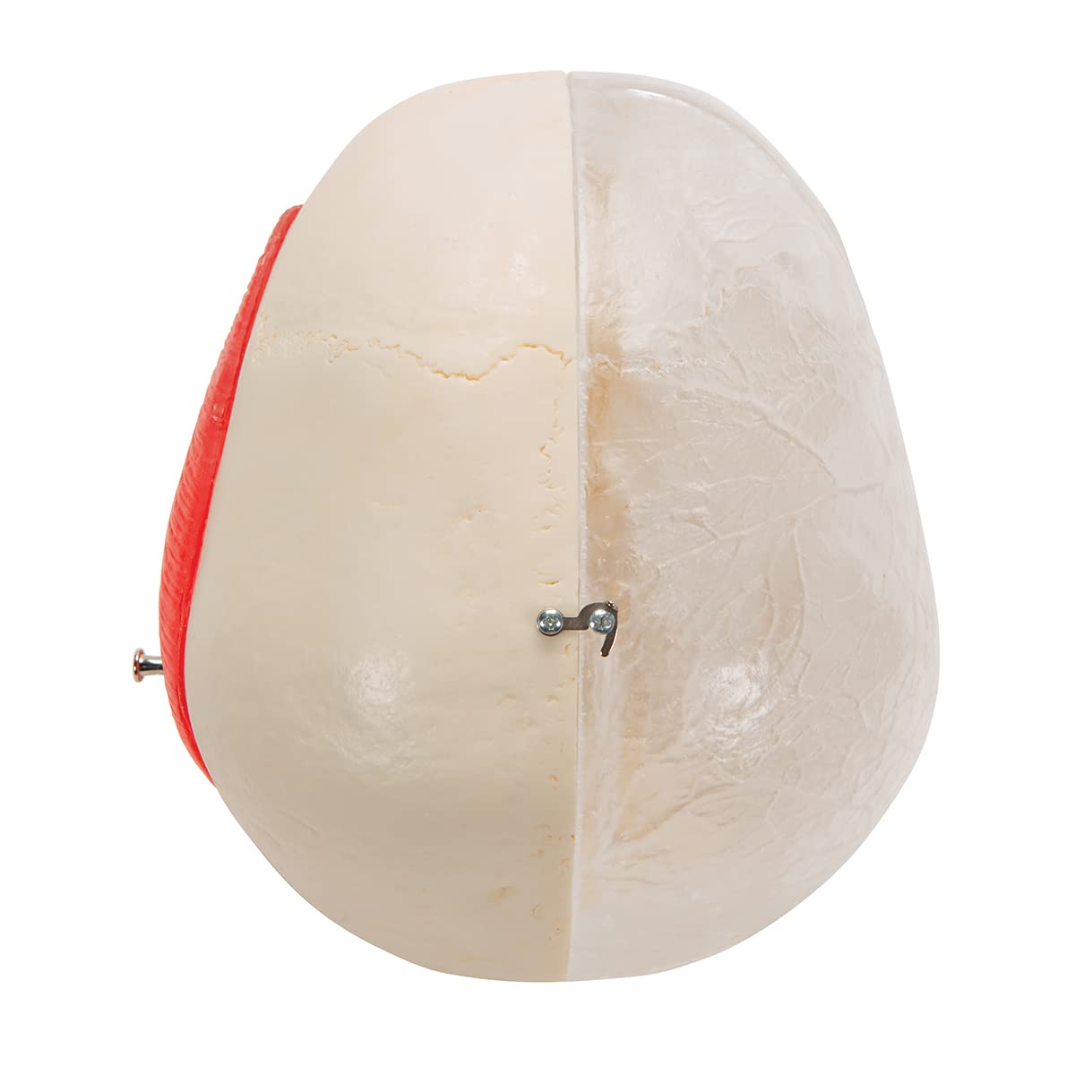 3b-scientific-bonelike-sch-del-modell-a282-halb-transparent-halb-knochen-8-teili image 5