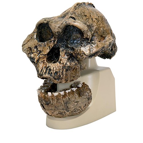 3b-scientific-sch-delreplikat-australopithecus-boisei-knm-er-406-und-omo-l7a-125 image 2