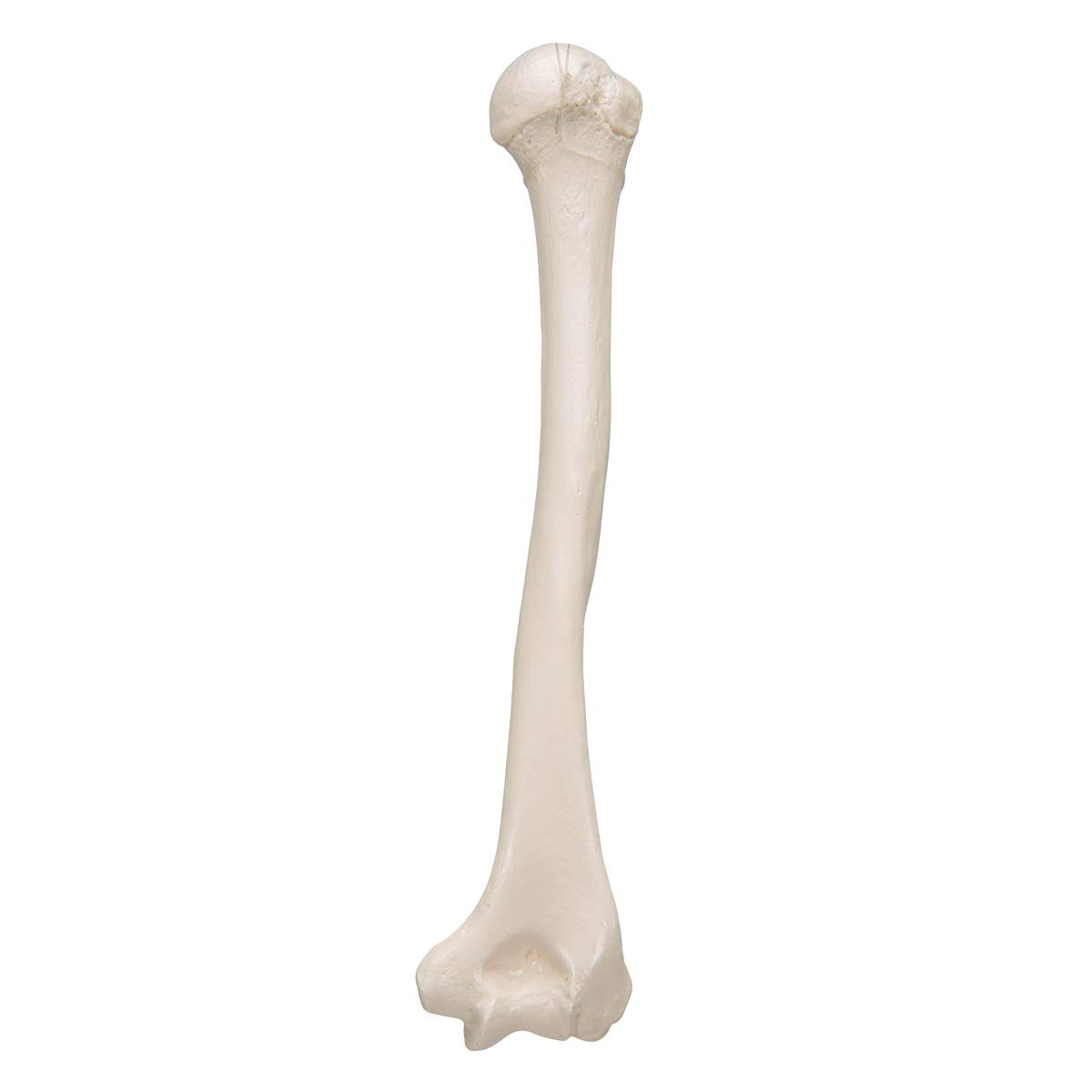 3b-scientific-humerus-modell-a45-1-oberarmknochen-in-naturgr-e-mit-smart-anatomy image 5