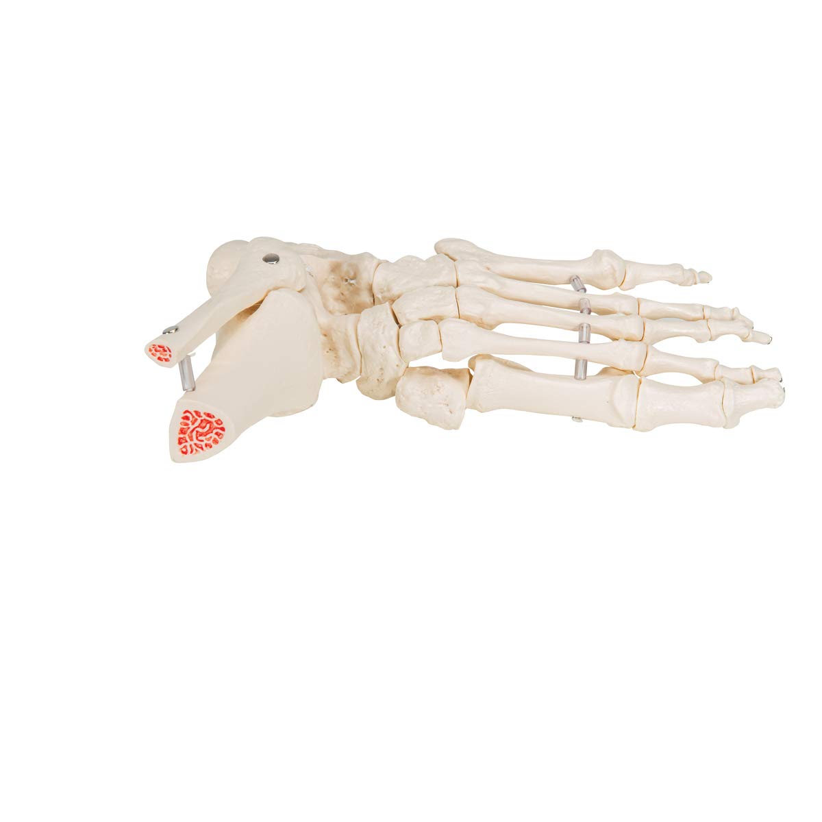 3b-scientific-fu-und-kn-chelskelett-lose-mit-bungee-smart-anatomy image 5