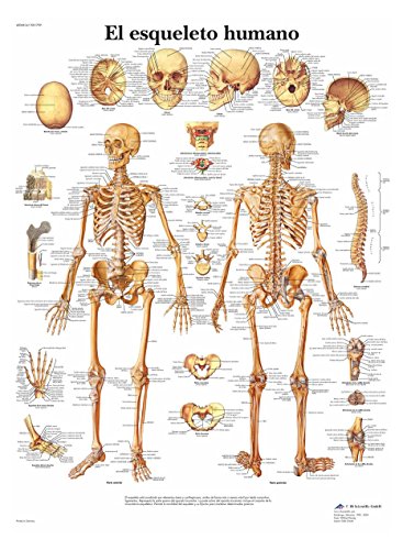3b-scientific-menschliches-skelett-tafel-laminiertes-anatomieposter-50-x-67-cm image 3