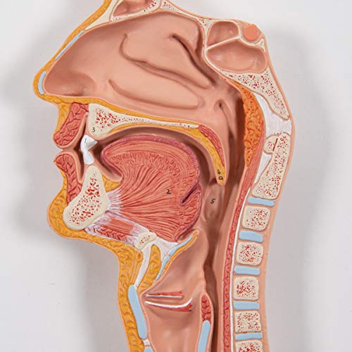 3b-scientific-verdauungsapparat-k21-3-teilig-lebensgro-reliefmodell image 8